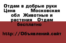 Отдам в добрые руки › Цена ­ 100 - Московская обл. Животные и растения » Отдам бесплатно   